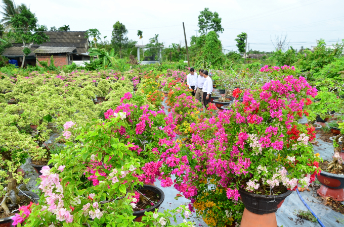 Vườn cây của anh Phi rực rỡ sắc màu với nhiều loại hoa giấy. Ảnh: Dương Đình Tường.