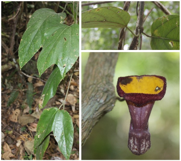 Mộc hương Neinhuis (Aristolochia neinhuisii Do). Ảnh: Đỗ Văn trường (Bảo tàng Thiên nhiên Việt Nam).