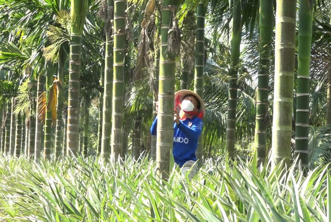 Trồng xen canh cây cau và dừa trong vườn khóm, nhà vườn không phải tốn thêm chi phí chăm sóc nhưng vẫn có thu thu nhập tăng thêm từ thu hoạch trái cau và dừa. Ảnh: Trung Chánh.