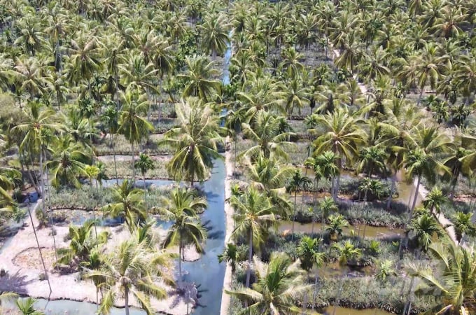 Mỗi lần đi ngang qua cầu Cái Lớn - Cái Bé, người đi đường không chỉ được mãn nhãn với mô hình kinh tế sinh thái ba tầng khóm – cau – dừa độc đáo, mà còn được thưởng thức đặc sản trứ danh khóm Tắc Cậu được chính nhà vườn bày bán hai bên đường. Ảnh: Trung Chánh.
