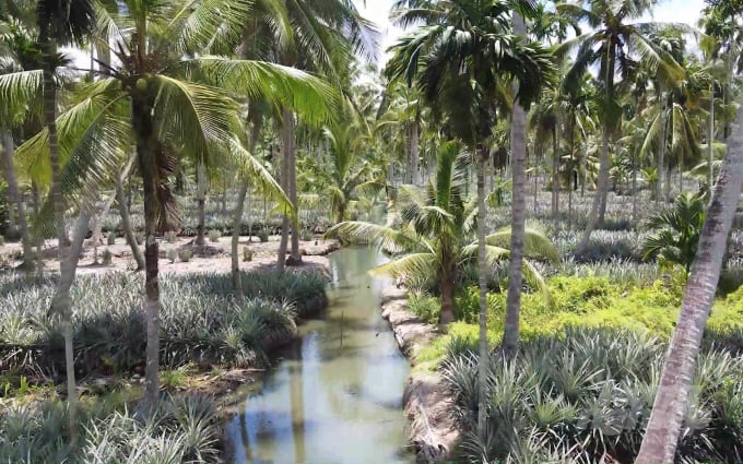 Mô hình trồng xen canh khóm – cau – dừa được những người Hoa di cư đến Kiên Giang thực hiện cách đây ngót nghét một thế kỷ, nhiều cây đã cao chót vót nhưng vẫn cho thu nhập đều đặn hàng năm. Ảnh: Trung Chánh.