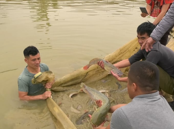 Nuôi cá quất mang lại thu nhập cao cho người nông dân. Ảnh: QD.