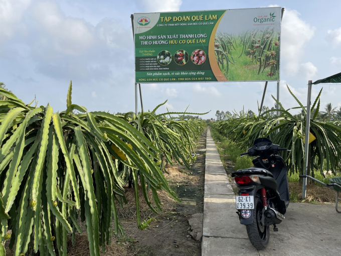Mô hình trồng thanh long hữu cơ của ông Nguyễn Quốc Trịnh ở Long An. Ảnh: Hoàng Anh. 