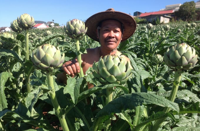 Ông Ngô Nam Phong trong vườn atisô. Ảnh: Hải Tiến.