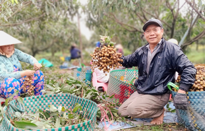 Nhờ sản xuất theo hướng hữu cơ, vườn nhãn ông Phương luôn có chất lượng rất tốt, giá bán cao. Ảnh: Trọng Linh.
