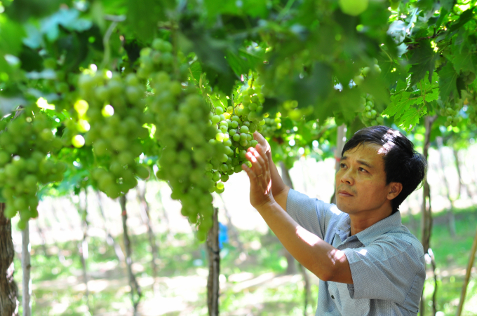 Viện Nha Hố đã có những đóng góp quan trọng vào tái cơ cấu ngành nông nghiệp ở các tỉnh Nam Trung bộ. Ảnh: Mai Phương.