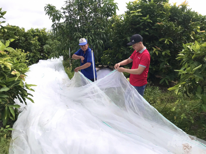 Vườn mận ở cù lao Tân Lộc, Thốt Nốt (Cần Thơ) được 'giăng mùng'. Ảnh: Duy Linh.
