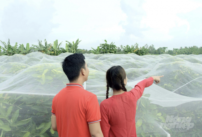 Vườn mận 'ngủ mùng' ở cù lao Tân Lộc, Thốt Nốt (Cần Thơ). Ảnh: Duy Linh.