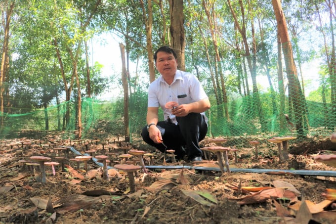 z3642243361277_d6611791c2ea8c4438d95083bc6f299a-1147_20220814_658.jpg Anh Hiệu thành công với mô hình trồng nấm linh chi đỏ dưới tán rừng. Ảnh: Đăng Lâm.