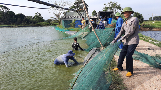 Quang Ninh sets a goal to actively meet 70% of the demand for aquatic breeds thanks to local production by 2025. Photo: Viet Cuong.