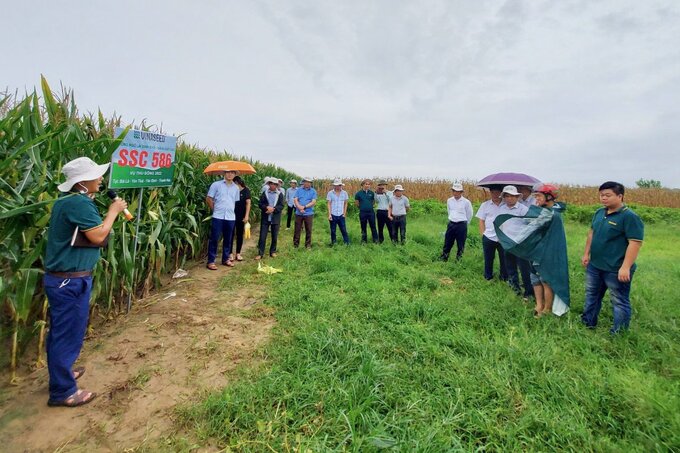 Các doanh nghiệp chăn nuôi lớn luôn đồng hành cùng Vinaseed - Chi nhánh tỉnh Thanh Hóa trong phát triển các vùng nguyên liệu ngô sinh khối. Ảnh: An Yên.