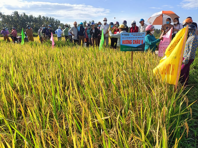 Nông dân tham quan mô hình sản xuất lúa hữu cơ Hương Châu 6 của VinaSeed Group. Ảnh: V.Đ.T.