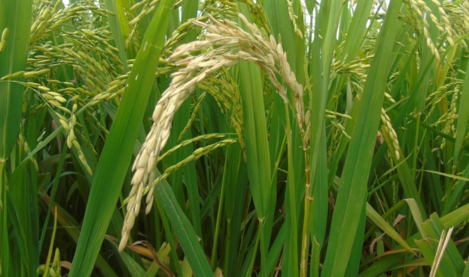 Triệu chứng bệnh đạo ôn cổ bông