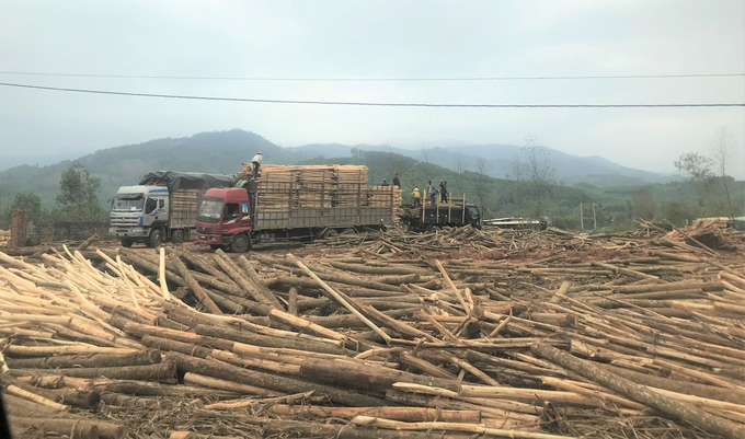 Hiện nay gỗ rừng trồng được thu mua dễ dãi, giá cao nên rừng non cũng bị các hộ trồng rừng khai thác bán hết. Ảnh: V.Đ.T.