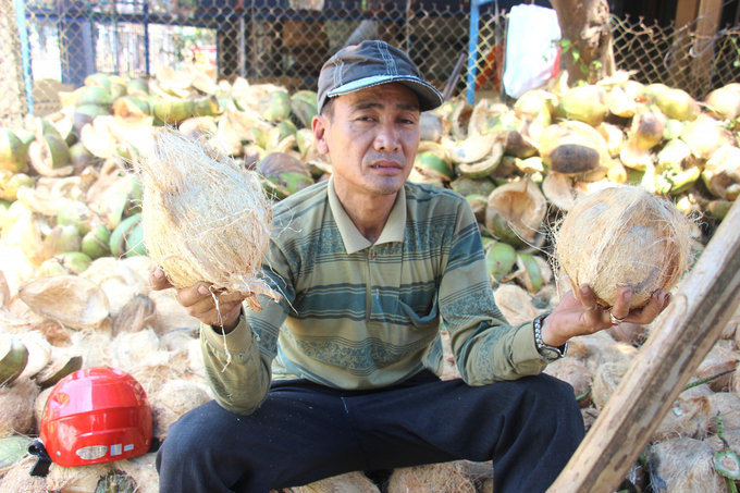 Dừa già được bóc vỏ để bán sang Trung Quốc. Ảnh: V.Đ.T