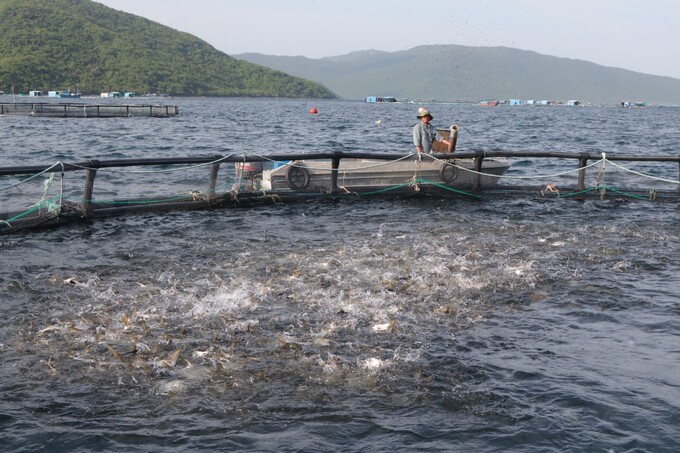 The NAGIS project will provide important information platforms for identifying aquaculture areas in Vietnam. Photo: Kim So.