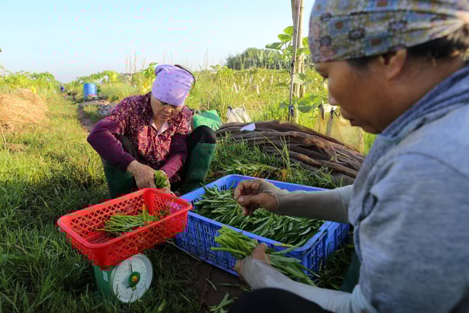 Sản phẩm rau hữu cơ có giá cao, tuy nhiên khách hàng rất ưa chuộng, Trang trại Genxanh hiện đang không đủ rau để cung cấp ra thị trường. Ảnh: Diệu Vy.