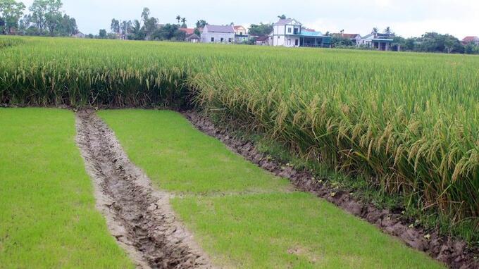 Làm mạ sớm cho vụ hè thu ngay khi lúa vụ xuân chưa thu hoạch đã giúp nông dân Nghệ An rút ngắn được thời gian sinh trưởng cho lúa hè thu 2022. Ảnh: