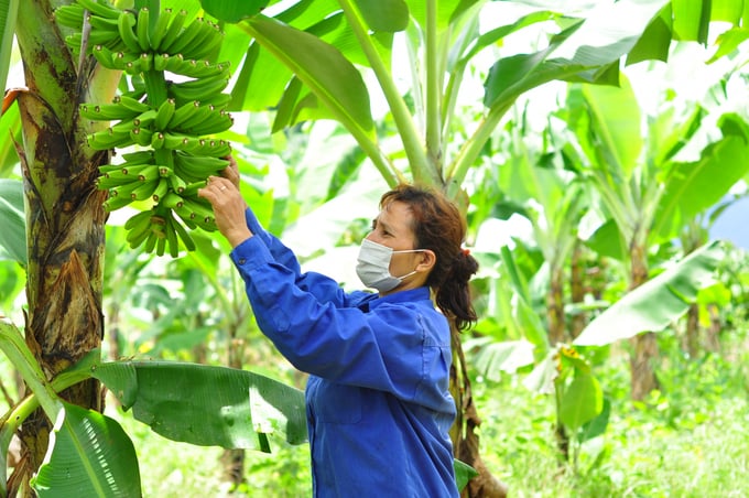 watermark_lien-ket-san-xuat-chuoi-laba-nguoi-dan-vung-mien-nui-thoat-doi-ngheo-0756_20220908_50.jpg anh 1 chuoi laba