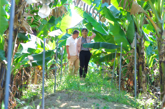 watermark_lien-ket-san-xuat-chuoi-laba-nguoi-dan-vung-mien-nui-thoat-doi-ngheo-0758_20220908_954.jpg anh 2 chuoi la ba