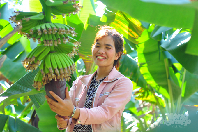 watermark_lien-ket-san-xuat-chuoi-laba-nguoi-dan-vung-mien-nui-thoat-doi-ngheo-0800_20220908_389.jpg anh 3 chuoi laba