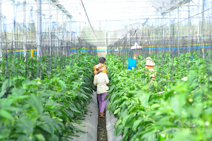 watermark_lam-dong-day-manh-mo-hinh-nong-nghiep-cong-nghe-cao-1053_20220222_200.jpg Empty