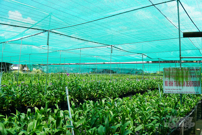 Vườn lan Thuận Khanh - thành viên của HTX Hoa lan Việt.