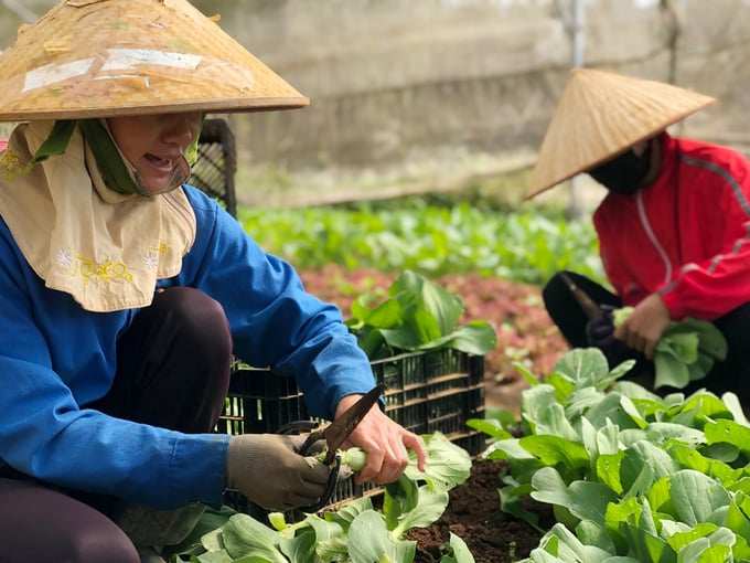 thu hoạch rau happy vegi