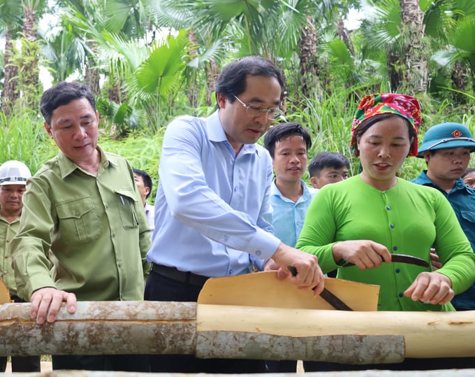 Ông Trịnh Xuân Trường (áo trắng), Chủ tịch UBND tỉnh Lào Cai bóc vỏ quế cùng người dân Bảo Yên. Ảnh: Hải Đăng.