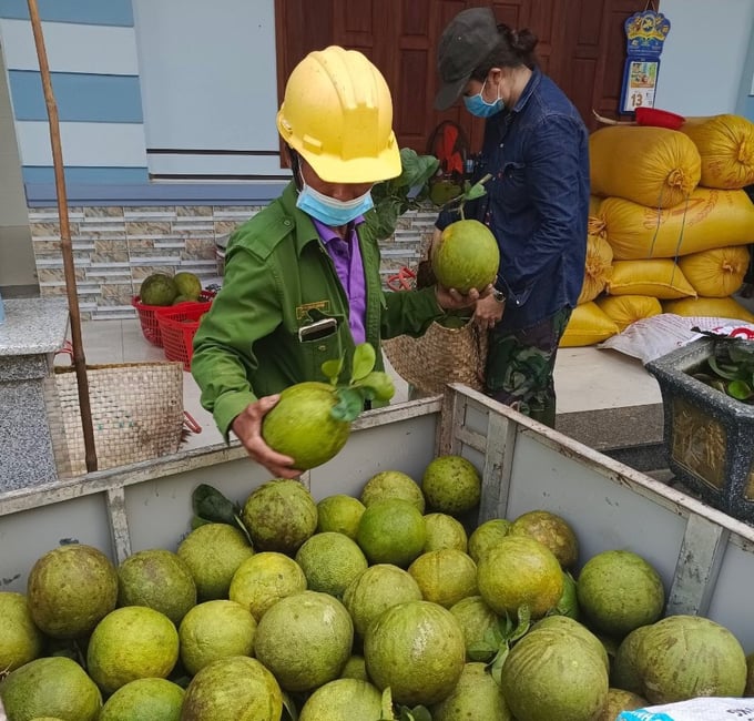 Bưởi Hoài Ân có nhược điểm là vỏ màu vàng, trong khi người tiêu dùng thích bưởi có vỏ màu xanh. Ảnh: V.Đ.T.
