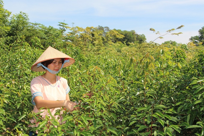 Hiện nay, chị Mai đã rất có kinh nghiệm trong việc trồng, chăm sóc các giống cây xanh. Ảnh: Đại Tiến.