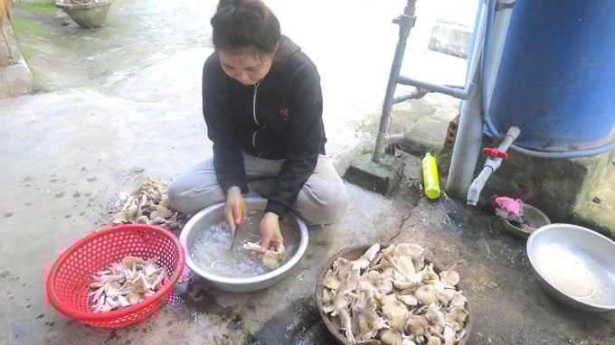 Nông dân huyện Đồng Xuân được mùa thu nấm mối. Ảnh: Mạnh Hoài Nam.