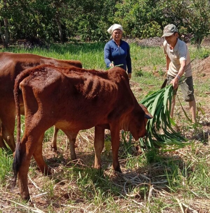 Ông Lương Văn Tâm bên đàn bò của gia đình. Ảnh: Trần Trung.