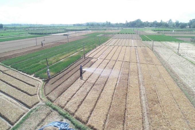 Những vùng rau ở Bình Định đang hồ hởi vào vụ rau Tết. Ảnh: V.Đ.T.