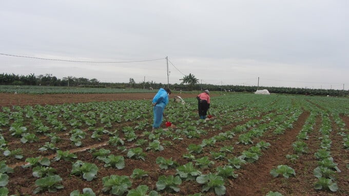 1 – Nông dân Đặng Xá tích cực chăm sóc rau mới trồng
