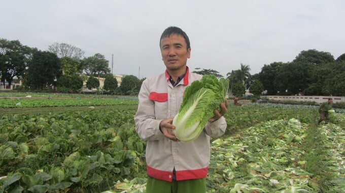 4.1 - Cải thảo trồng muộn ít bị bọ phấn gây hại