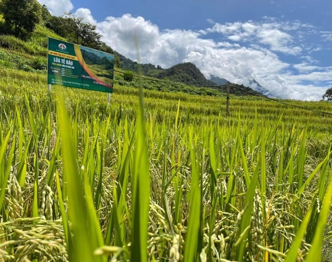 tẻ râu 12