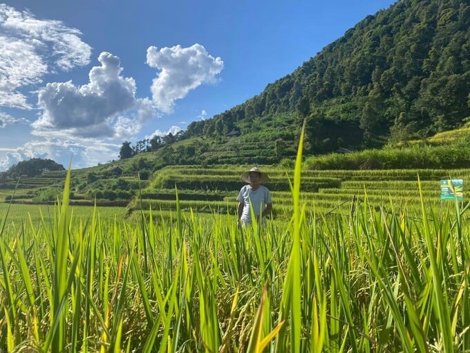 tẻ râu 3