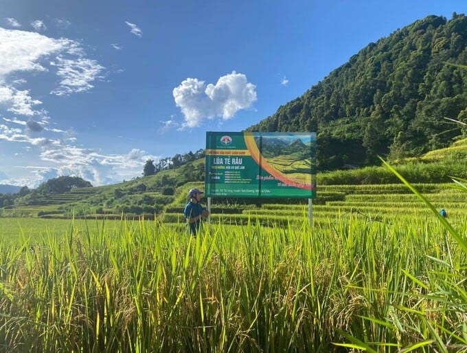 tẻ râu 4