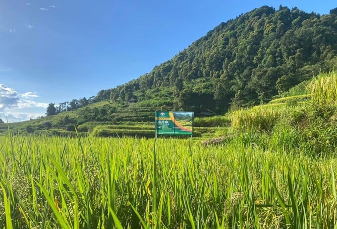 tẻ râu 5