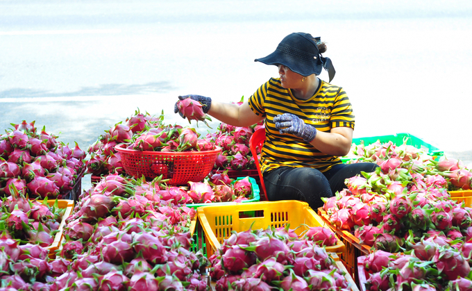 xuat-khau-nong-san-sang-trung-quoc-thuy-san-trai-cay-thanh-long-1582440204-width2928height1806-1839_20221208_913.jpg Xuat-khau-nong-san-sang-Trung-Quoc-Thuy-san-trai-cay-thanh-long-1582440204-width2928height1806