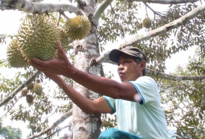 sầu riêng Khánh Sơn