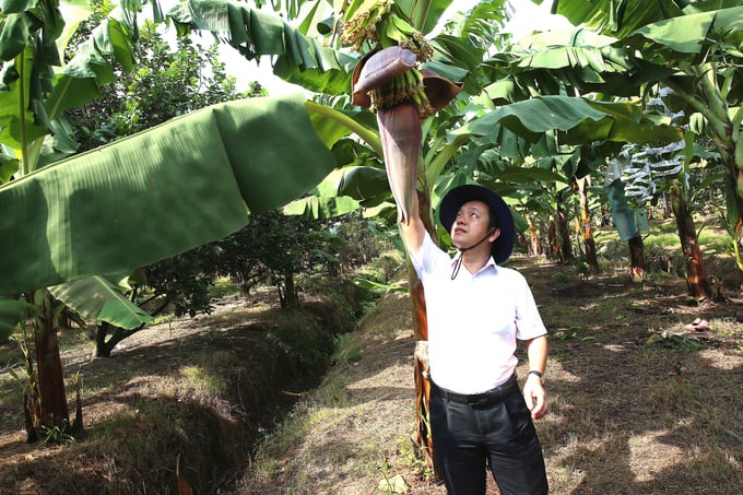 Ông Phạm Quốc Liêm: “Là một loại nông sản luôn có nhu cầu tiêu thụ lớn nhất trên thế giới, tôi tin rằng nếu được đầu tư bài bản, chuối sẽ trở thành một ngành xuất khẩu nông sản lớn tại Việt Nam”.