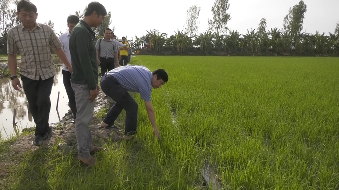 Chủ tịch tỉnh Đồng Tháp thăm mô hình cá - lúa - vịt tại 