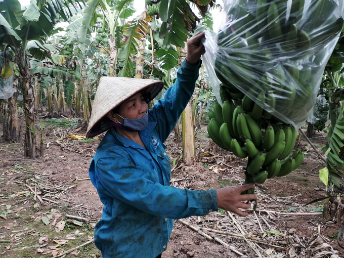 Bà Nguyễn Thị Bảy, thôn Phương Trù (Tứ Dân, Khoái Châu) kém vui khi 6 sào chuối chỉ thu được 40 buồn bán Tết. Ảnh: Trung Quân.