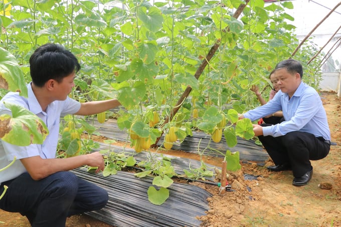 Đồng chí Nguyễn Thành Lê phó chủ tịch UBND huyện thăm mô hình dưa lê Hàn Quốc xã Báo Đáp