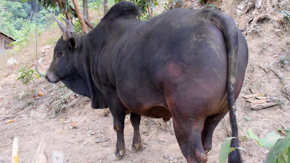 Những con bò Mông bản địa trước đây có trọng lượng không thua kém các giống bò ngoại nhập.