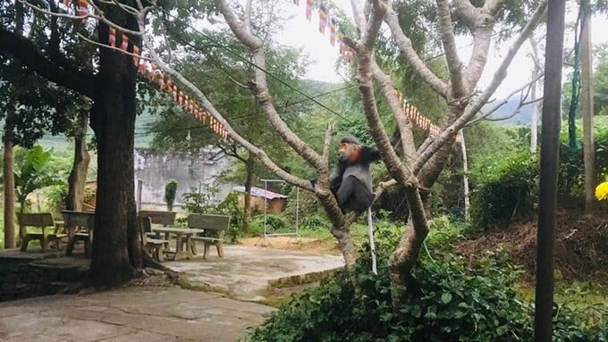 Cá thể Voọc Chà vá chân xám, khu vực dân cư thôn Cẩm Tú, xã Hòa Kiến, thành phố Tuy Hòa, Chi cục Kiểm lâm Phú Yên đã chụp hình được. Ảnh: Chi cục Kiểm lâm Phú Yên