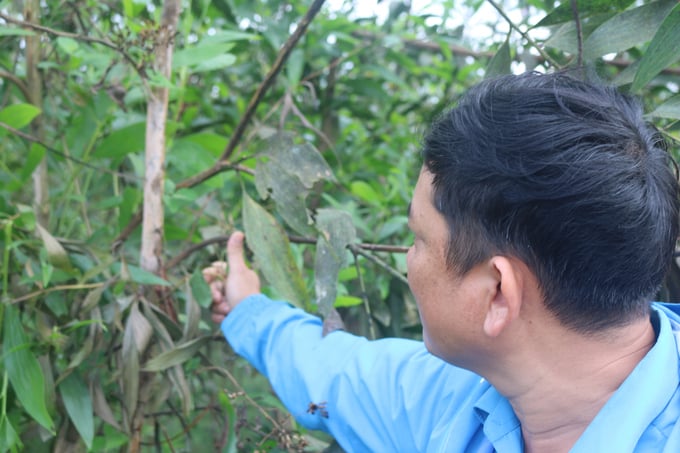 Những cây keo bị bệnh sẽ bị héo, vàng lá rồi chết khô