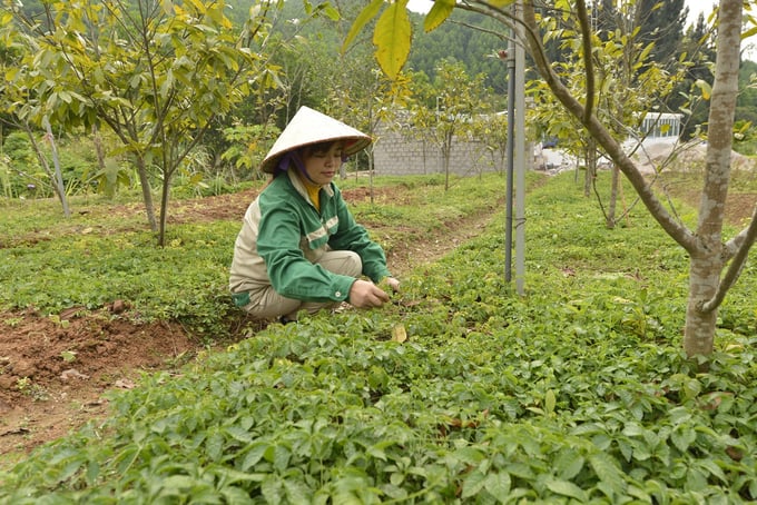 trong-duoc-lieu-duoi-tan-rung-cach-lam-lay-ngan-nuoi-dai-cua-quang-ninh-1542_20230220_892.jpg _79N2190 (1)